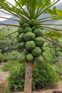 Papaya tree Stock Photos