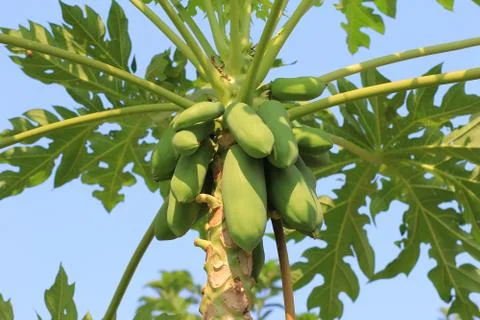 Papaya on the tree Stock Photos