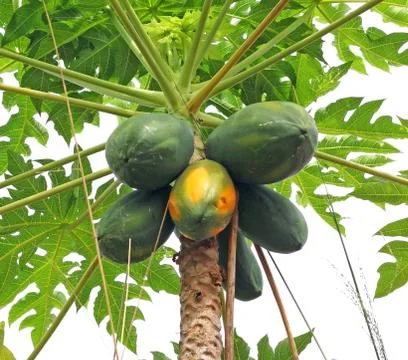 Papaya tree Stock Photos