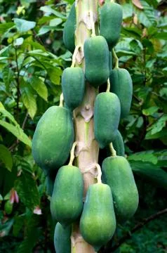Papaya tree Stock Photos