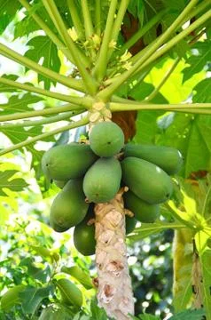 Papaya tree Stock Photos