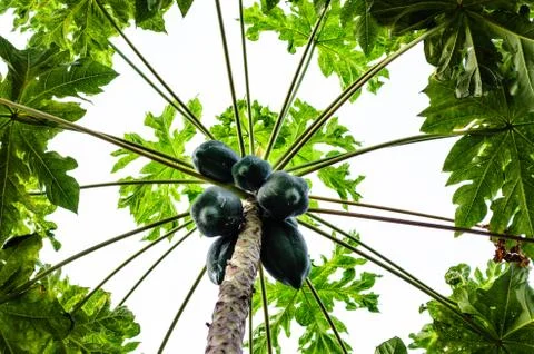 Papaya tree Stock Photos