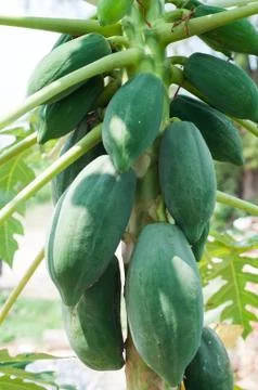 Papaya tree Stock Photos