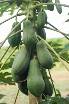 Papaya tree Foto stock