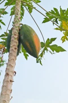 Papaya tree Stock Photos