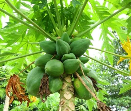 Papaya tree Stock Photos