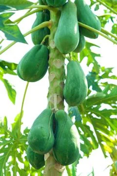 Papaya tree Stock Photos