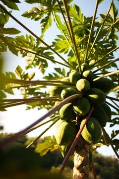 Papaya tree Stock Photos