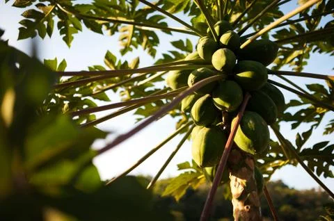Papaya tree Stock Photos