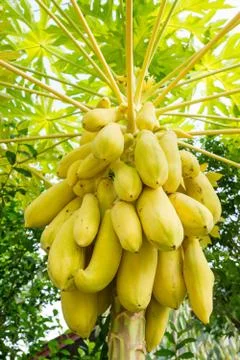 Papaya tree Stock Photos