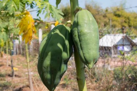 The papaya tree Foto stock
