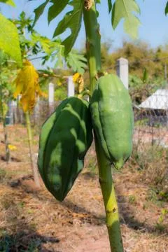 The papaya tree Stock Photos