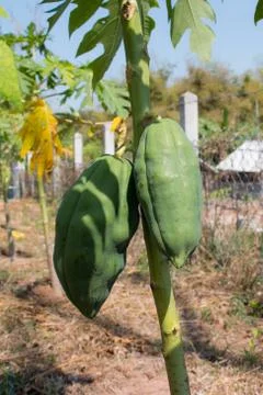 The papaya tree Stock Photos