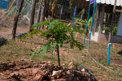 The papaya tree Stock Photos
