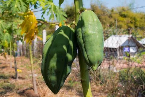 The papaya tree Stock Photos