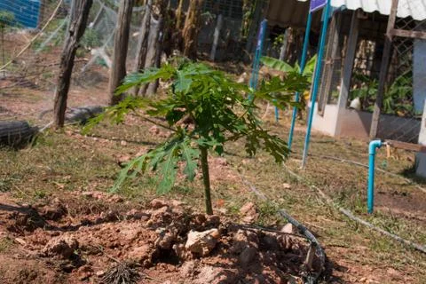 The papaya tree Stock Photos