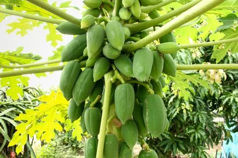 Papaya tree Stock Photos