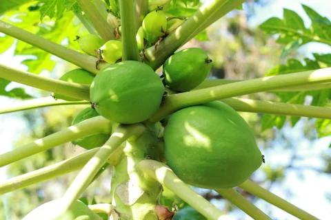 Papaya tree Stock Photos