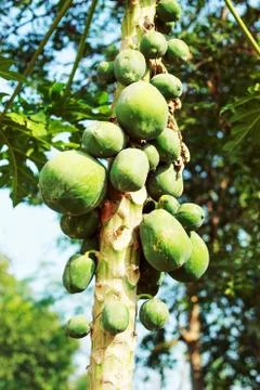 Papaya in the tree Stock Photos