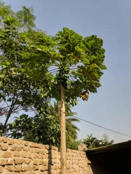 Papaya tree Stockfoto's