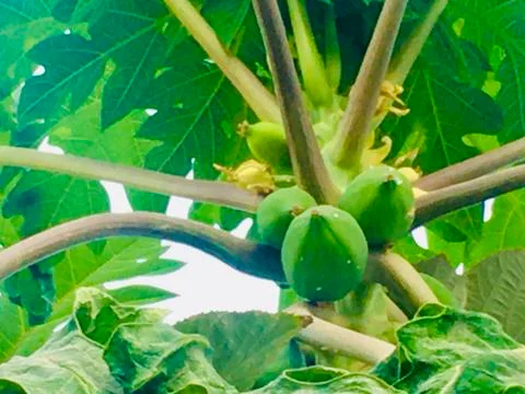 Papaya tree Stock Photos