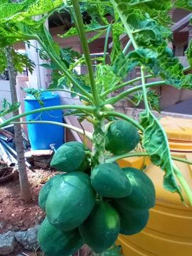 A papaya tree Foto stock