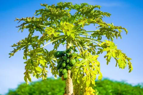 Papaya tree Stock Photos