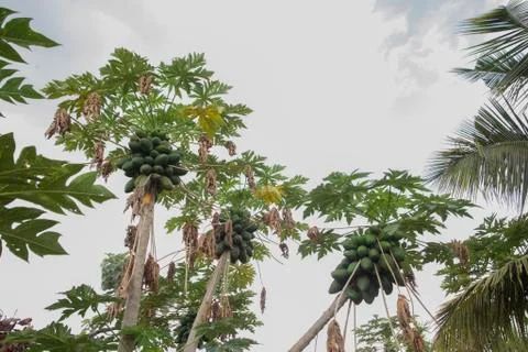 PAPAYA TREE Foto stock