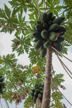 PAPAYA TREE Stock Photos