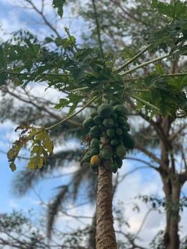 Papaya Tree Foto stock