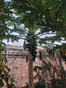 Papaya tree Stock Photos