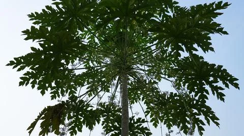 Papaya Tree Stock Photos