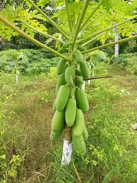 Papaya tree Fotos de archivo