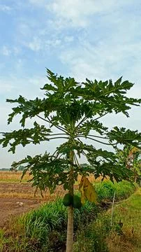 Papaya tree Stock Photos