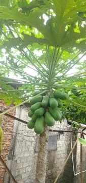 Papaya Tree Stock Photos