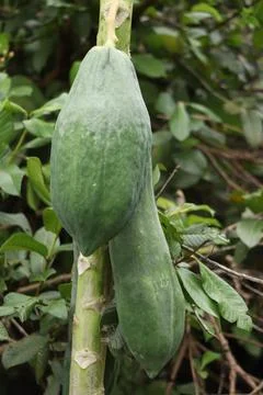 Papaya tree Foto stock