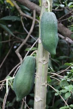 Papaya tree Stock Photos