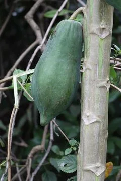 Papaya tree Stock Photos