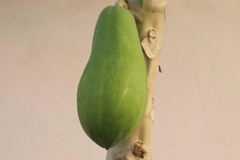 Papaya tree Stock Photos