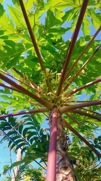 Papaya tree 库存照片