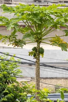 Papaya tree Stock Photos