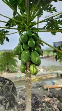 Papaya tree 写真素材