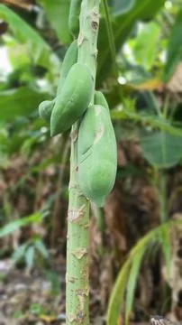 Papaya tree 写真素材