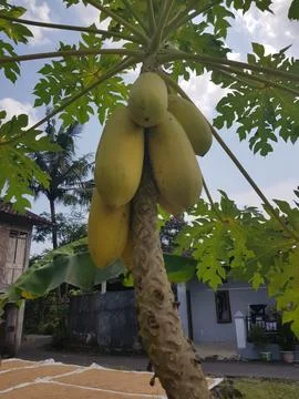 Papaya tree Fotos de archivo