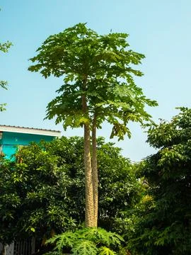 Papaya tree Foto stock