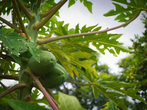 Papaya Tree Stock Photos