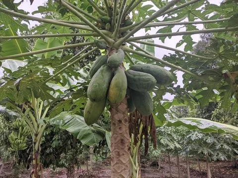 Papaya tree Foto stock