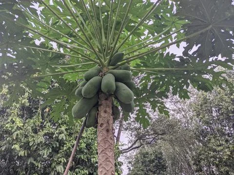 Papaya tree Stock Photos