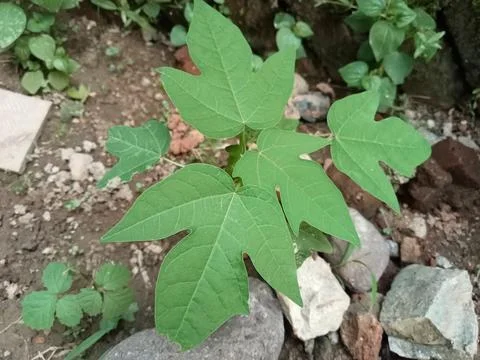 Papaya tree Stock Photos