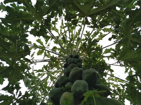 Papaya tree Stock Photos